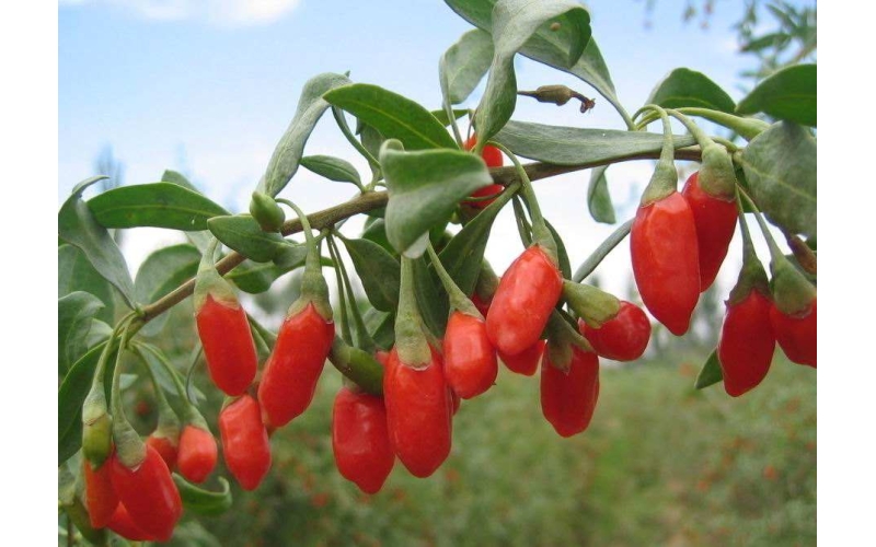 枸杞的分類，什么是枸杞原漿？